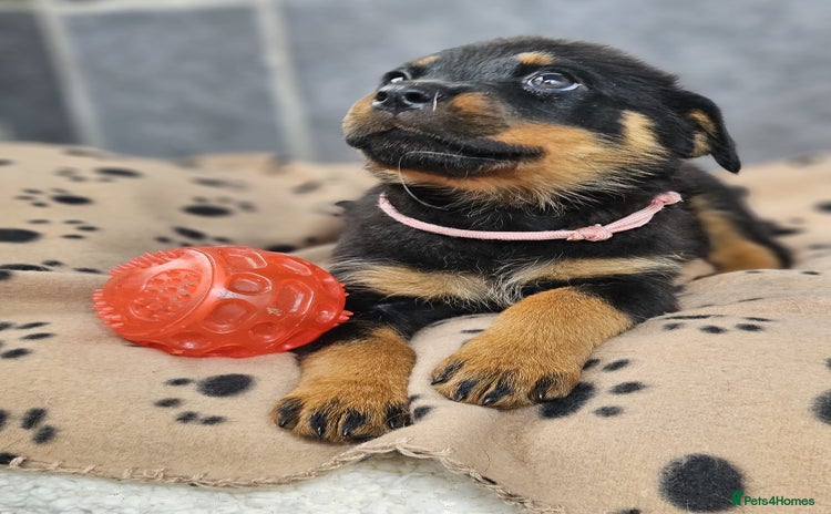 Rottweiler dogs - Advert 5