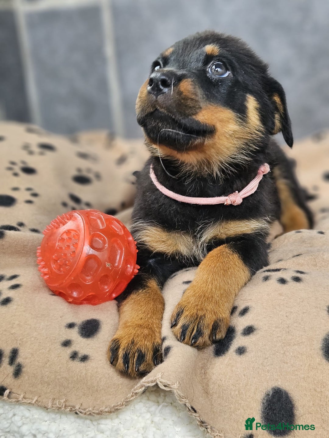 Rottweiler dogs for sale: Stunning Rottweiler puppys - Image 2
