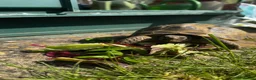 Tortoise reptiles for sale: Horsfield tortoise - Advert 3