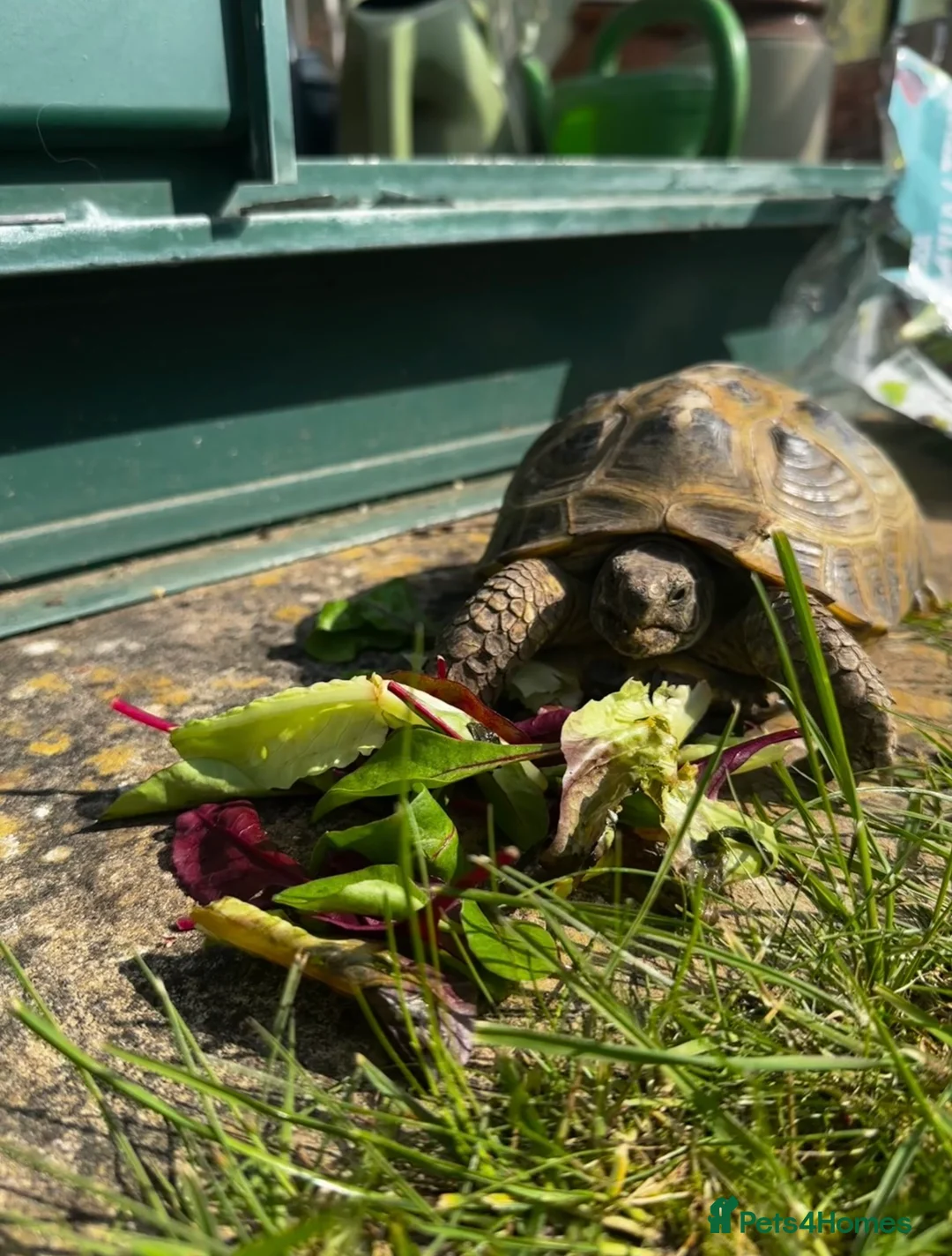 Tortoise reptiles for sale: Horsfield tortoise - Advert 3