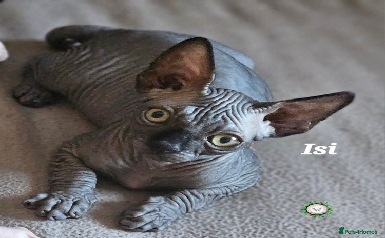 Sphynx cats Adorable Canadian Sphynx – Champion line - Advert 2