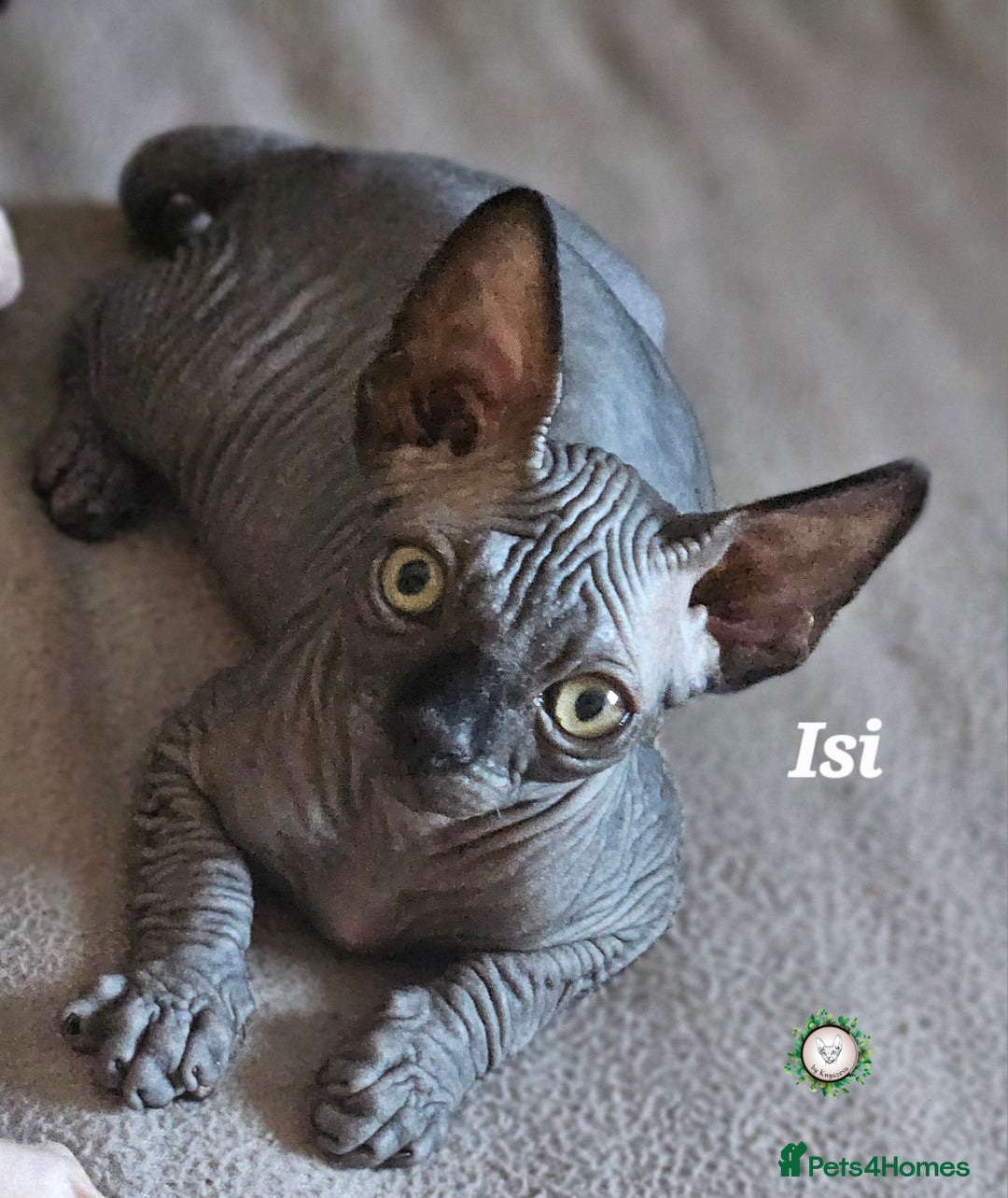 Sphynx cats for sale: Adorable Canadian Sphynx – Champion line - Image 3