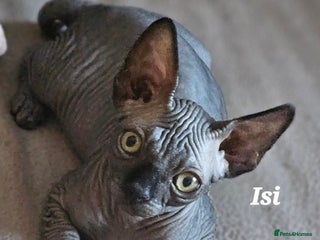 Sphynx cats Adorable Canadian Sphynx – Champion line - Advert 9