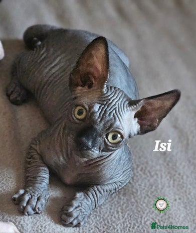 Sphynx cats Adorable Canadian Sphynx – Champion line - Advert 2