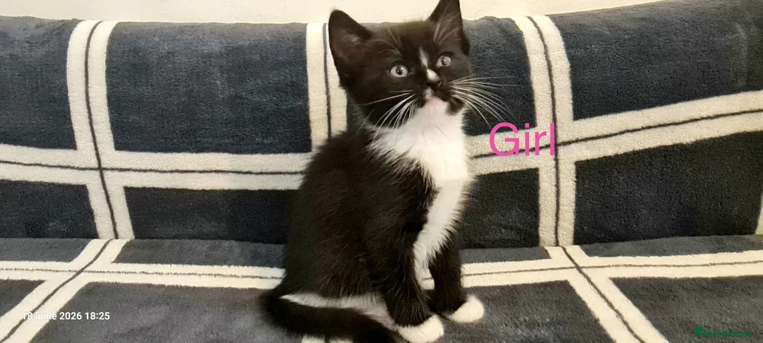 Mixed Breed cats for sale: 6 Beautiful Kittens  - Advert 13