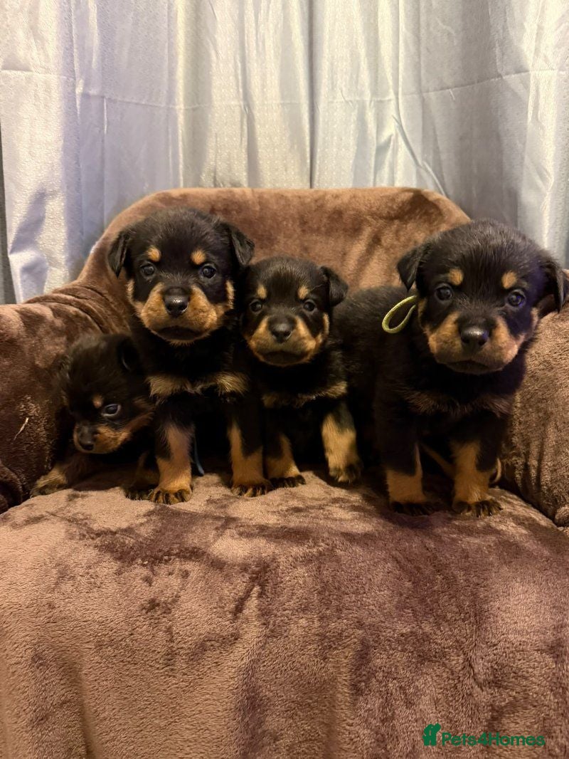 Rottweiler dogs German Rottweiler pupps  - Advert 1