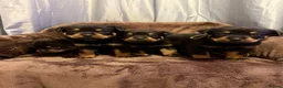 Rottweiler dogs for sale: German Rottweiler pupps  - Advert 1
