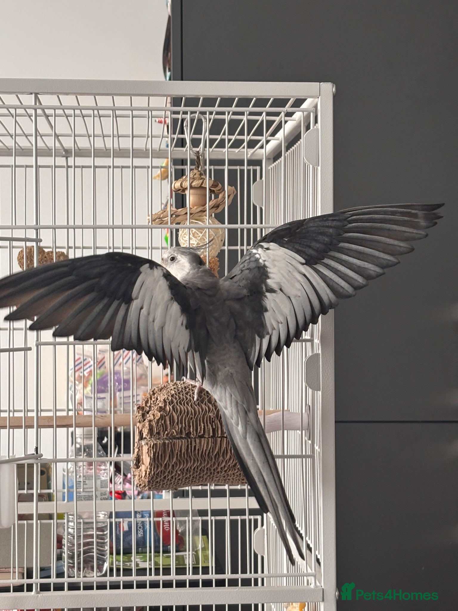 Cockatiels birds Semi-tamed young male cockatiel for rehoming - Advert 15