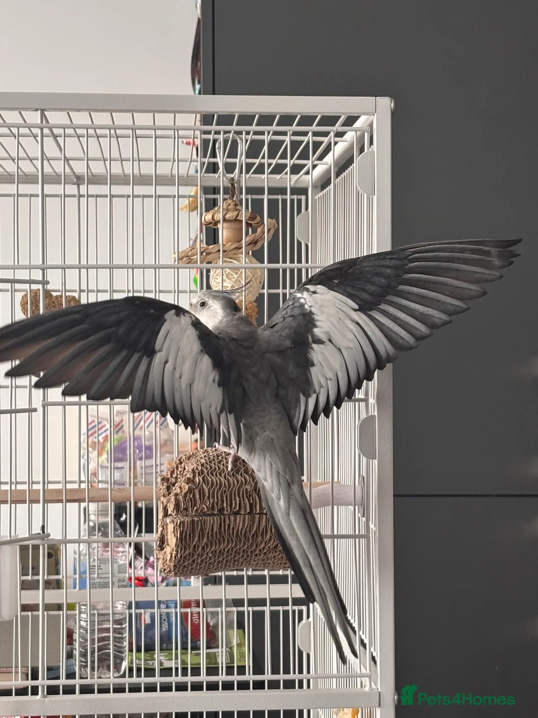 Cockatiels birds for sale: Semi-tamed young male cockatiel for rehoming - Advert 2