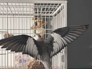 Cockatiels birds Semi-tamed young male cockatiel for rehoming - Advert 15