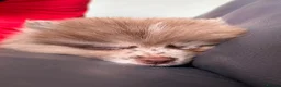 Pomeranian dogs for sale: READY🏡DWKC✨DNA 100% POM!🧬HEALTH TESTED!🧬 - Advert 8