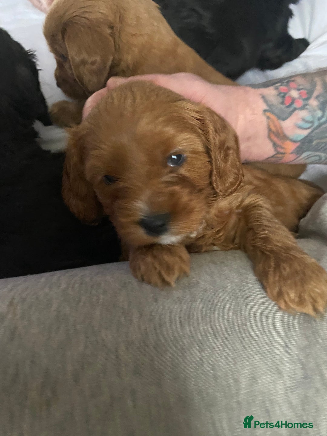 Cavapoo dogs for sale: Stunning cavapoo pups  - Advert 15