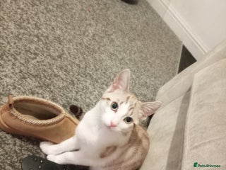 Domestic Shorthair cats - Advert 35