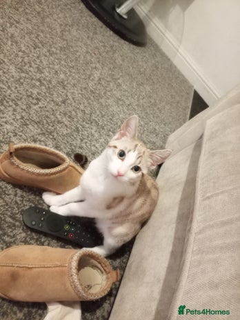 Domestic Shorthair cats - Advert 19