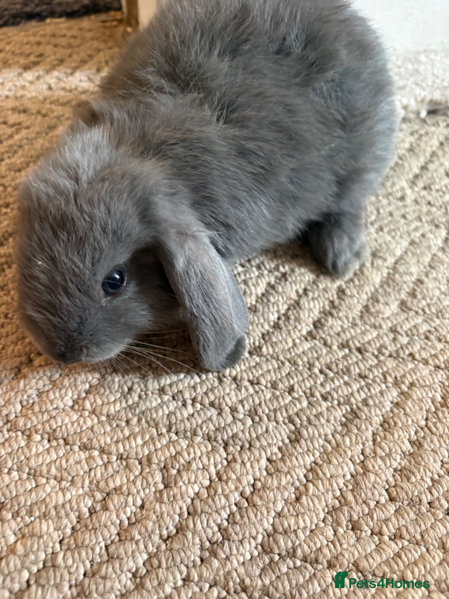 Mixed Breed rabbits Mini lop cross bunnies READY NOW  - Advert 9