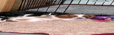 Cavalier King Charles Spaniel Puppy 1