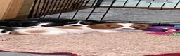 Cavalier King Charles Spaniel dogs for sale: K C Reg Cavalier King Charles  - Advert 8
