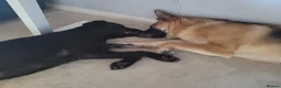 Sheprador dogs for sale: Jessie's first litter  - Advert 5