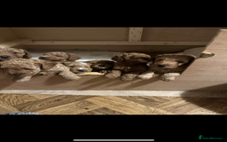 Cockapoo dogs for sale: Cockerpoo FB1 - Image 3