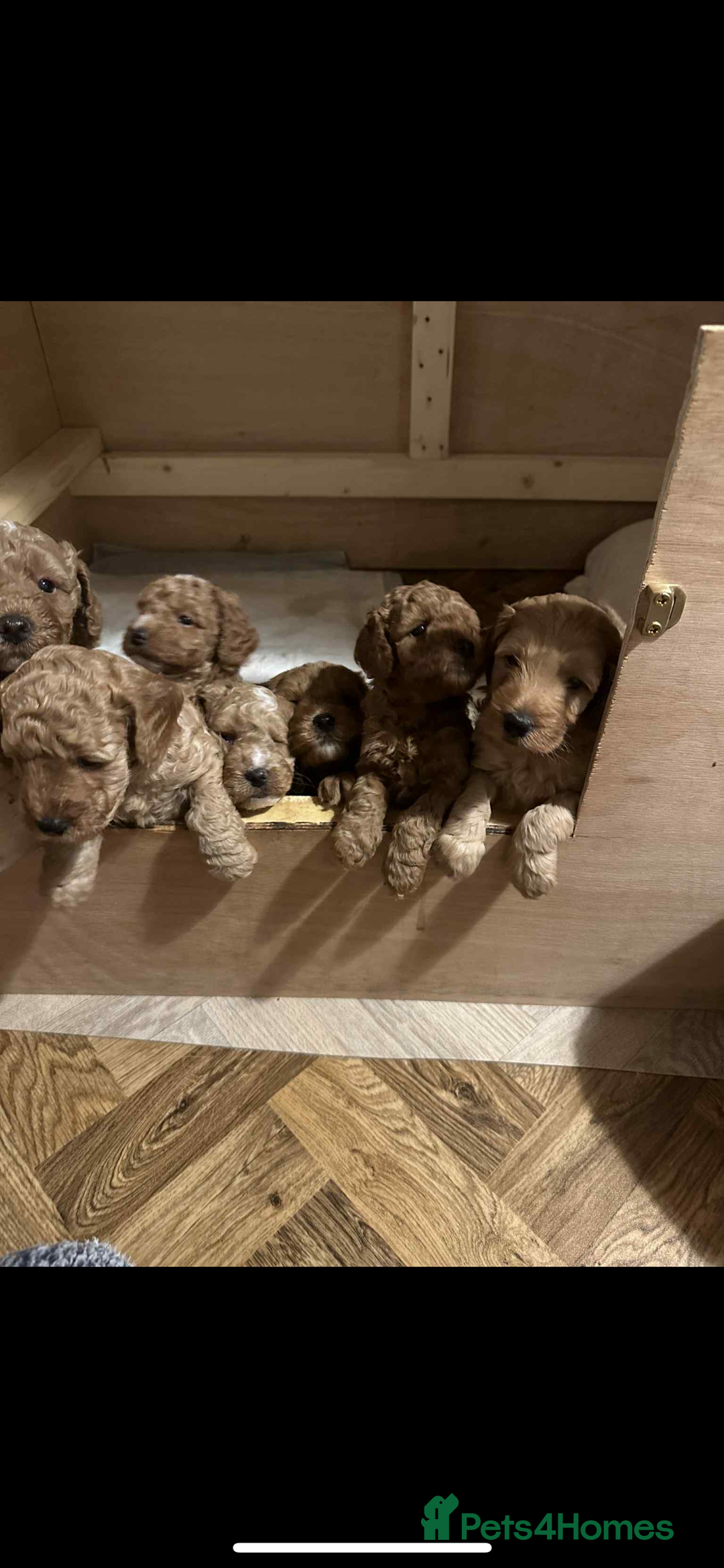 Cockapoo dogs for sale: Cockerpoo FB1 - Image 3