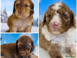 Cockapoo dogs - Advert 6