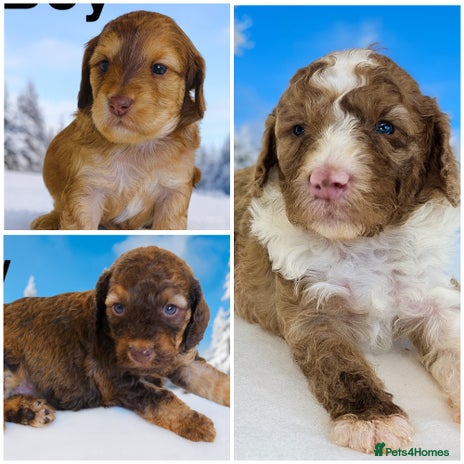 Cockapoo dogs - Advert 6