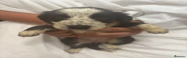 Mixed Breed 1