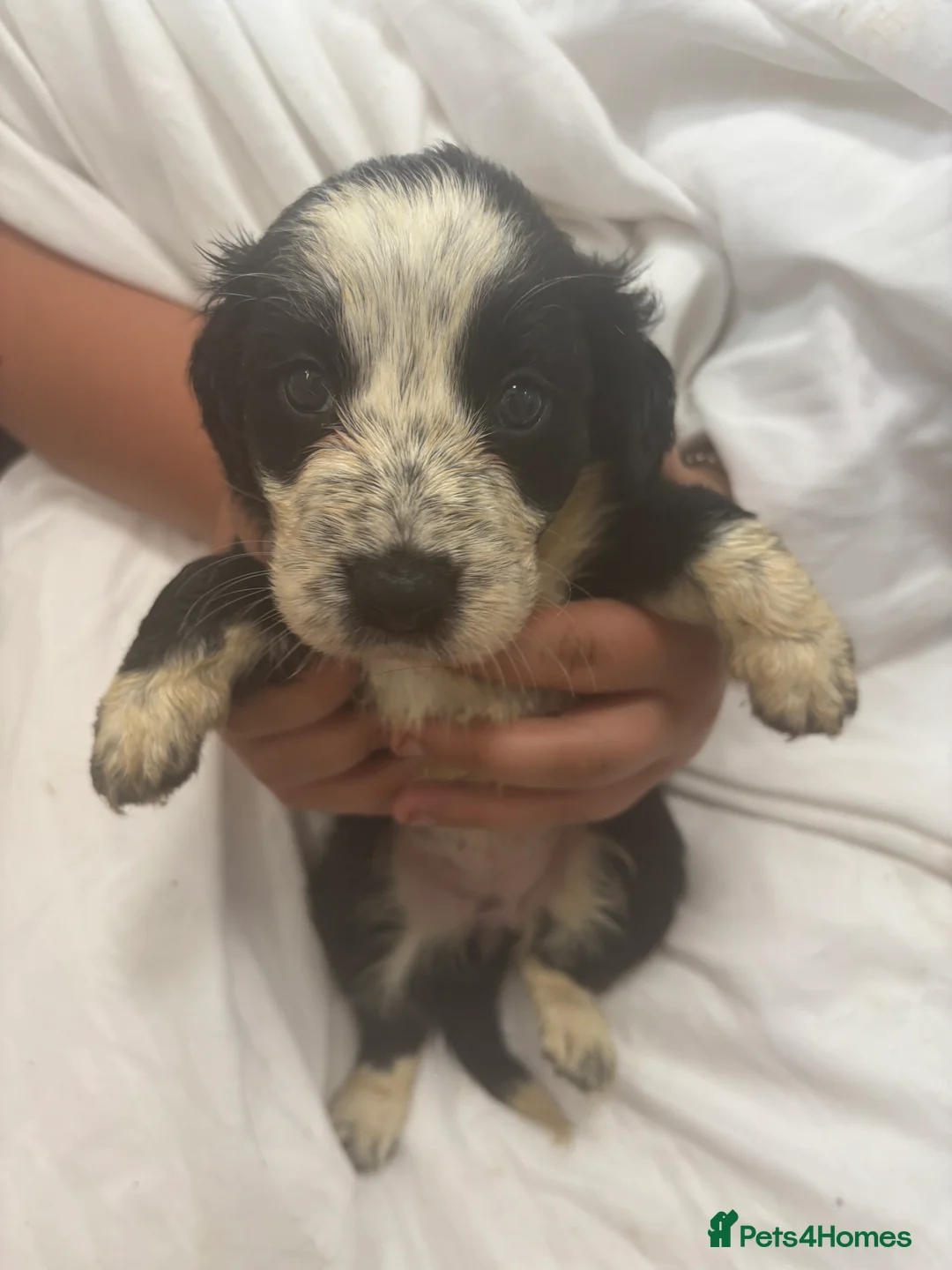 Mixed Breed dogs for sale: Gorgeous border collie x cocker spaniel puppies  in Mablethorpe - Advert 2