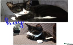 Mixed Breed cats for sale: Kittens - Image 3