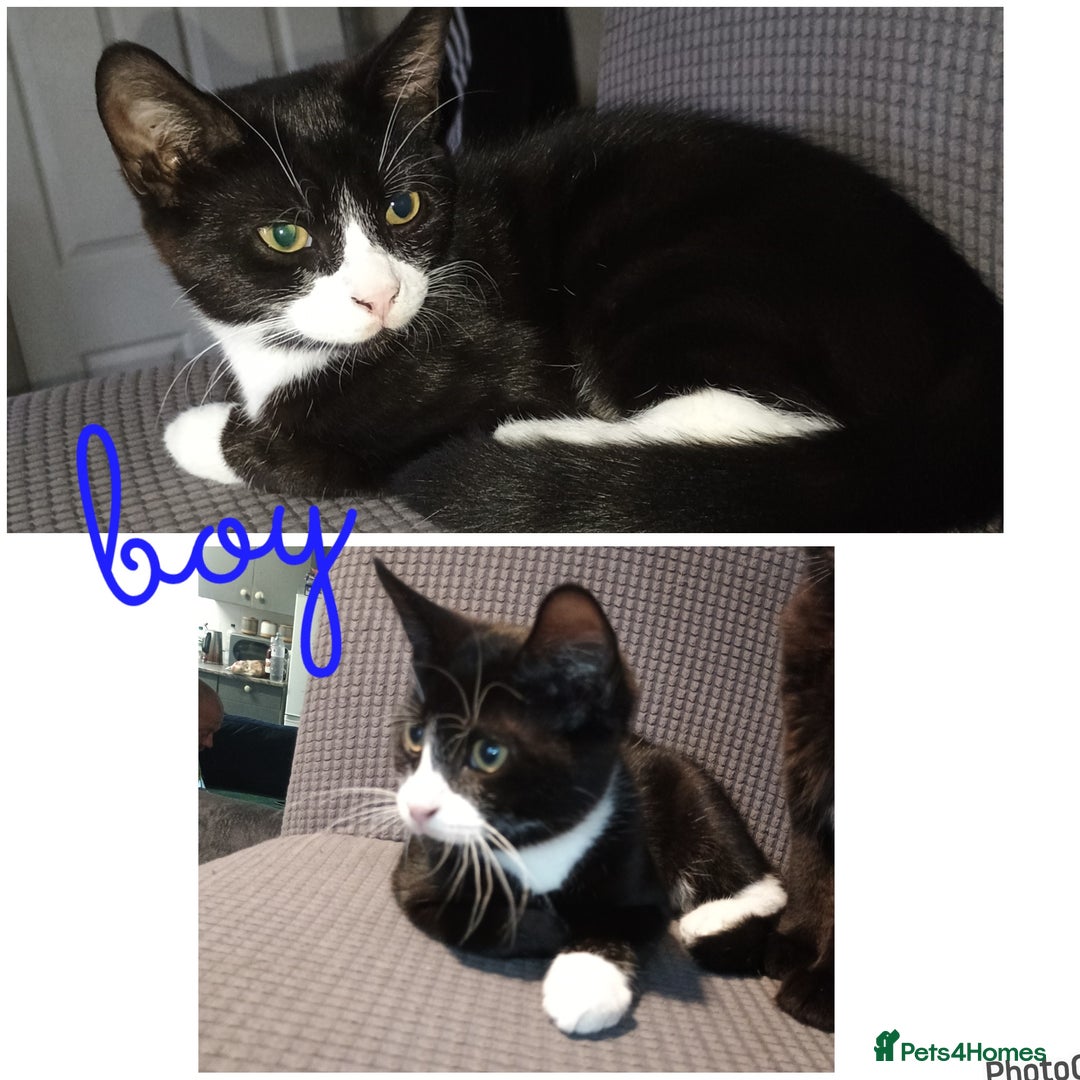 Mixed Breed cats for sale: Kittens - Image 3