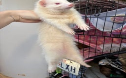 Ferret rodents for sale: Polecat hob, part angora albino Jill - Image 6