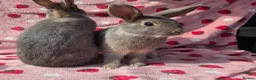Mixed Breed rabbits for sale: 4 very tame Blue fawn plush mini lop rabbit - Advert 31