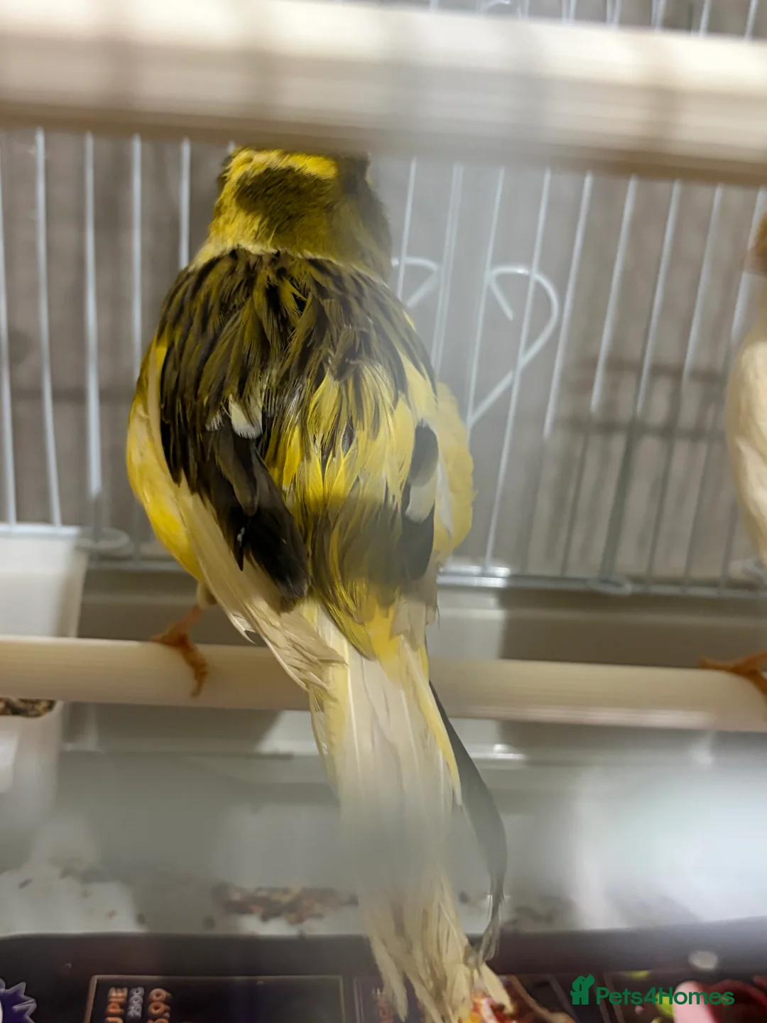 Canaries birds for sale: Mix selection of canaries Norwich/Border  - Advert 16