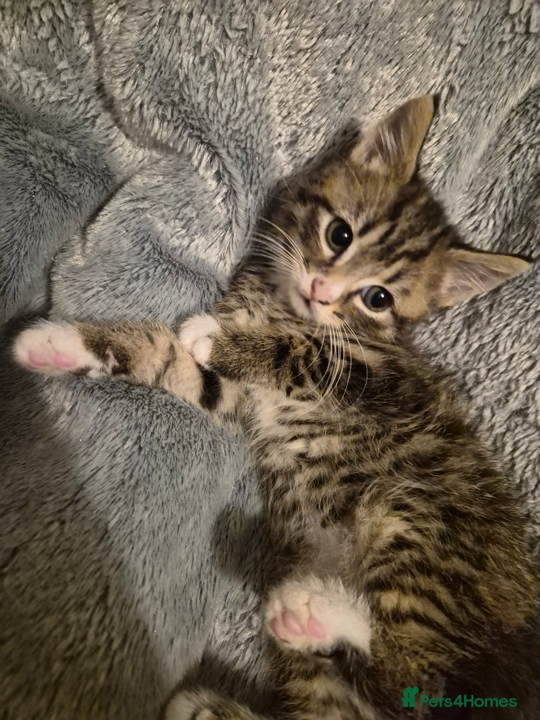 Mixed Breed cats for sale: 3 beautiful kittens  - Image 7