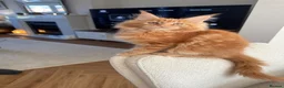 Maine Coon cats for sale: Stunning red male Tica registered  - Advert 1