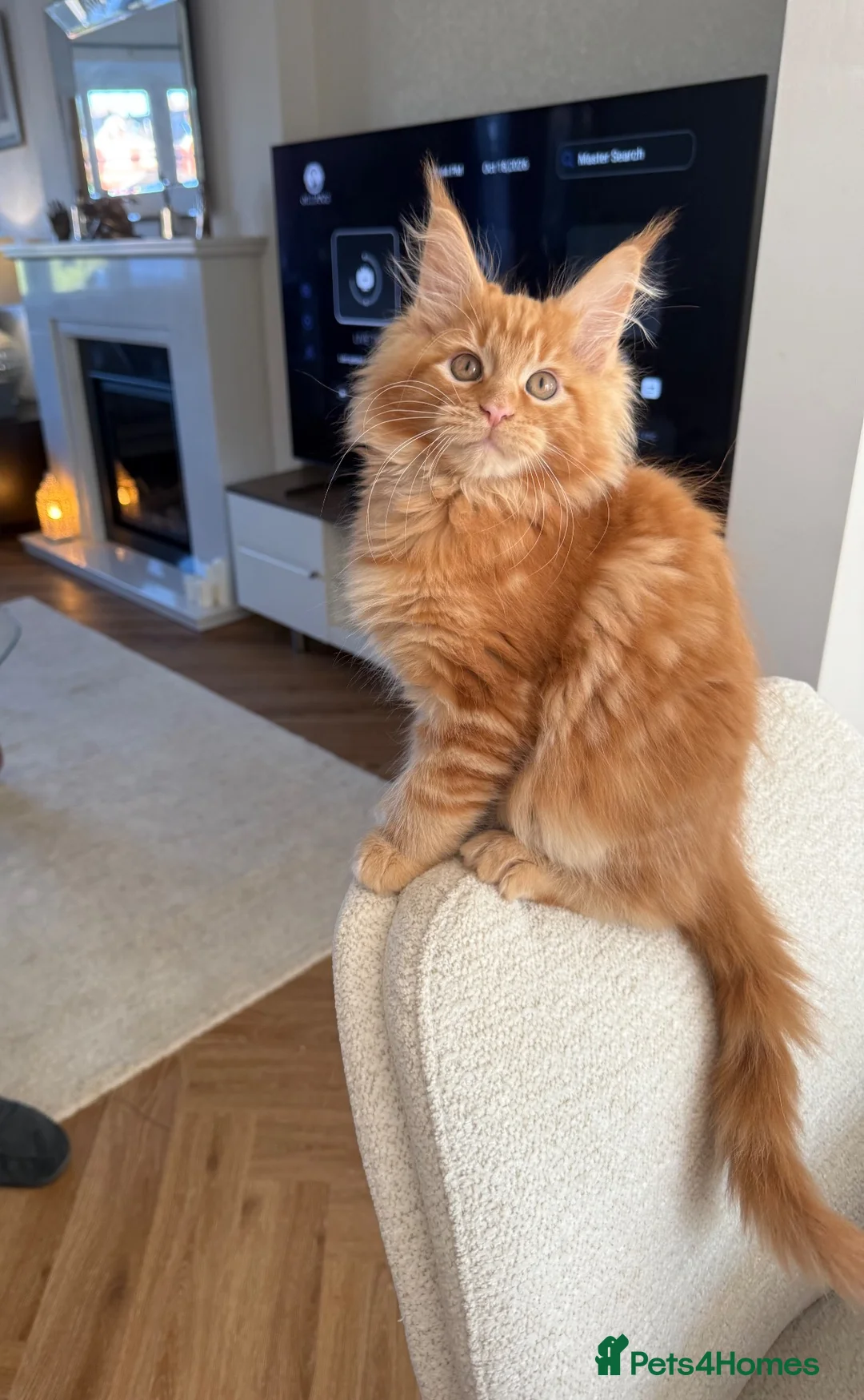 Maine Coon cats for sale: Stunning red male Tica registered  - Advert 1