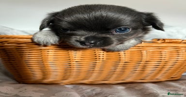 Chihuahua dogs - Advert 3