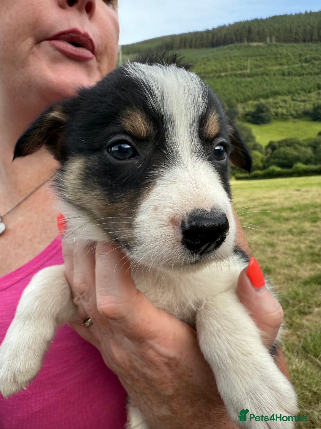 Border Collie dogs for sale: Mid Wales border collie pups  - Image 10
