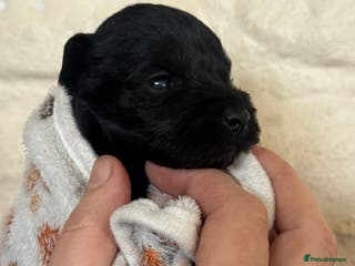 Miniature Schnauzer dogs KC black miniature schnauzer puppies - Advert 3