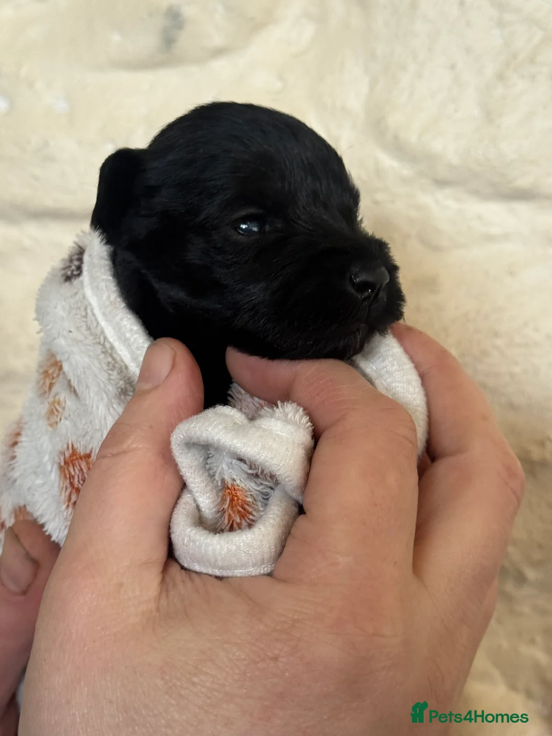 Miniature Schnauzer dogs for sale: KC black miniature schnauzer puppies - Advert 6