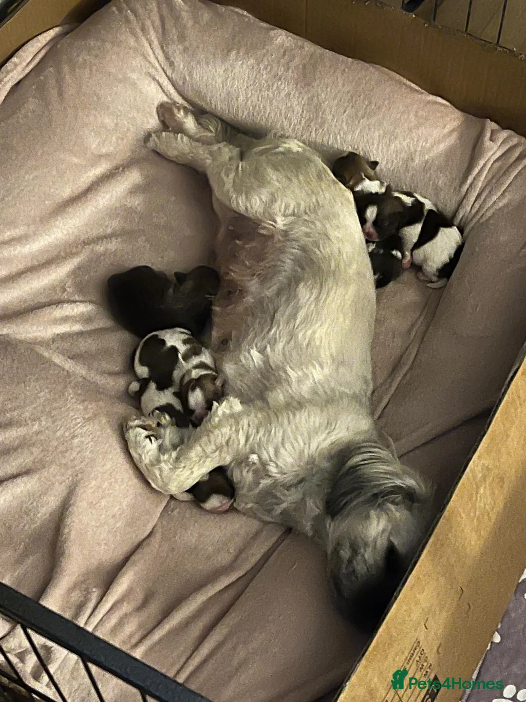 Shih Tzu dogs for sale: Beautiful Shih Tzu puppies in Walsall - Advert 2
