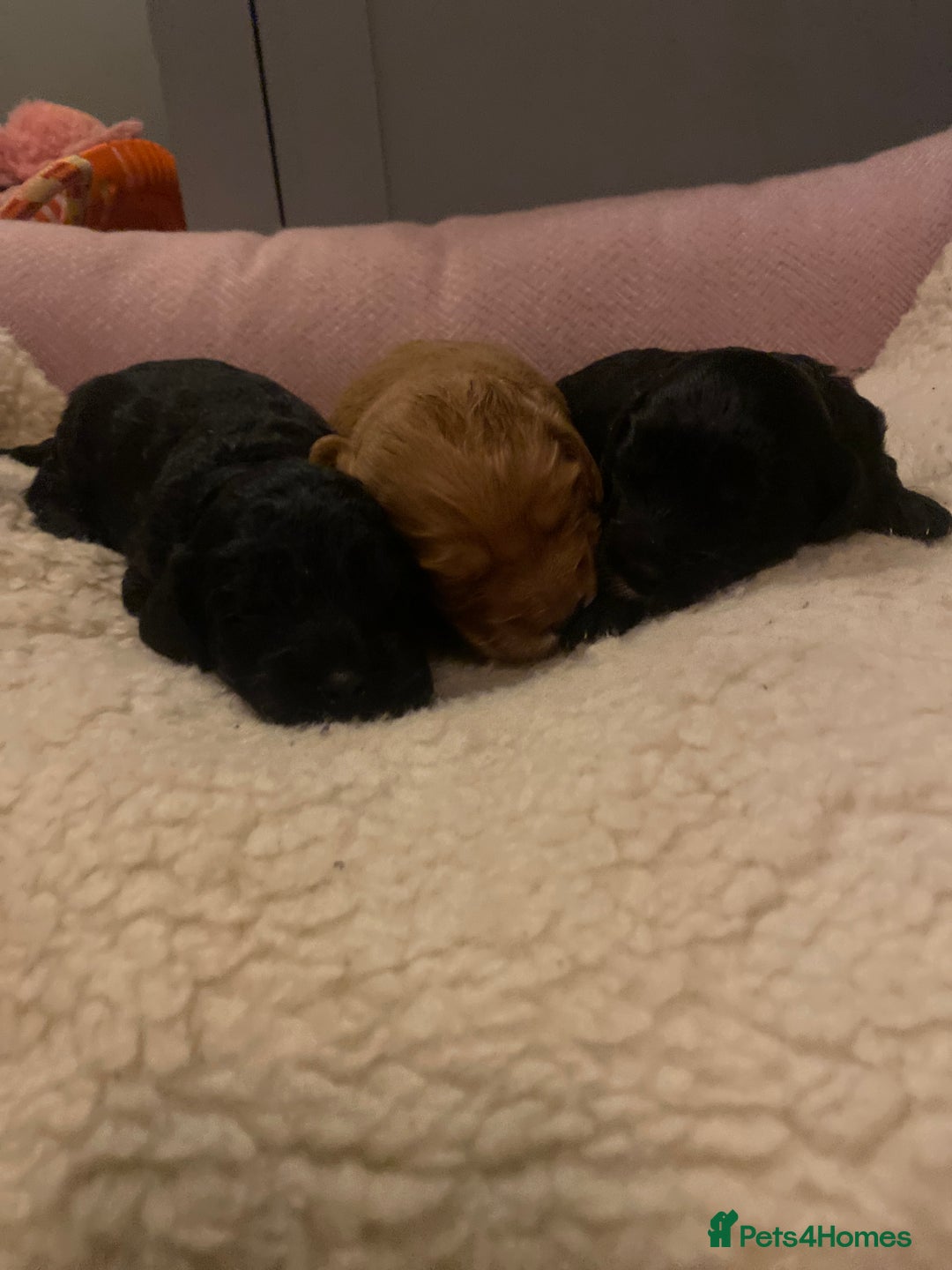 Cockapoo dogs for sale: cockapoo f1 puppies - Advert 5