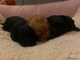 Cockapoo dogs cockapoo f1 puppies - Advert 4
