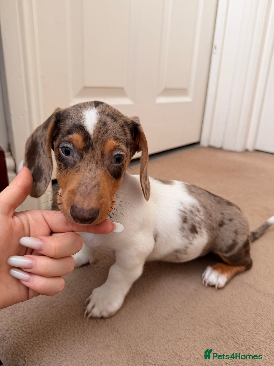 Dachshund dogs for sale: Last 3 Dachshund  - Advert 4