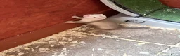 Ferret rodents for sale: Part Angora hob ferret new pic and video added - Advert 4