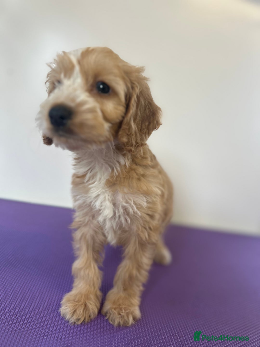 Cockapoo dogs for sale: Cockapoos ready now - Image 8