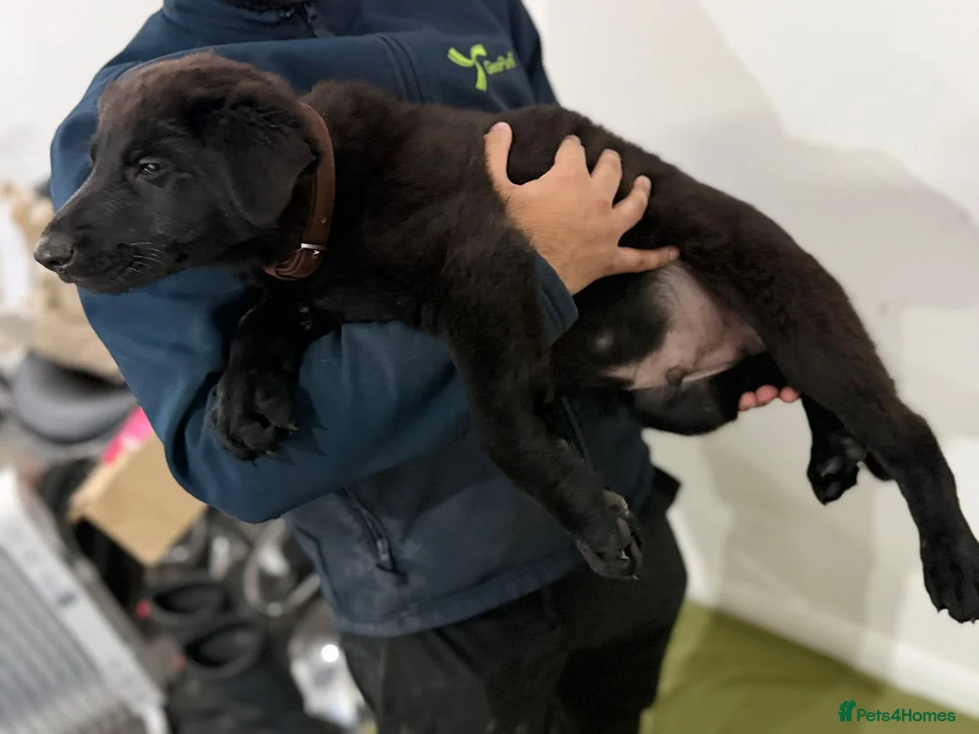 German Shepherd dogs for sale: DDR Working Line GSD Puppies Rare Working Lines - Advert 34