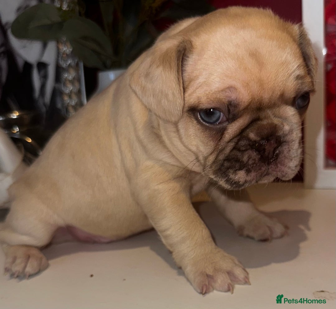French Bulldog dogs for sale: French bulldog puppies - boys - Advert 4