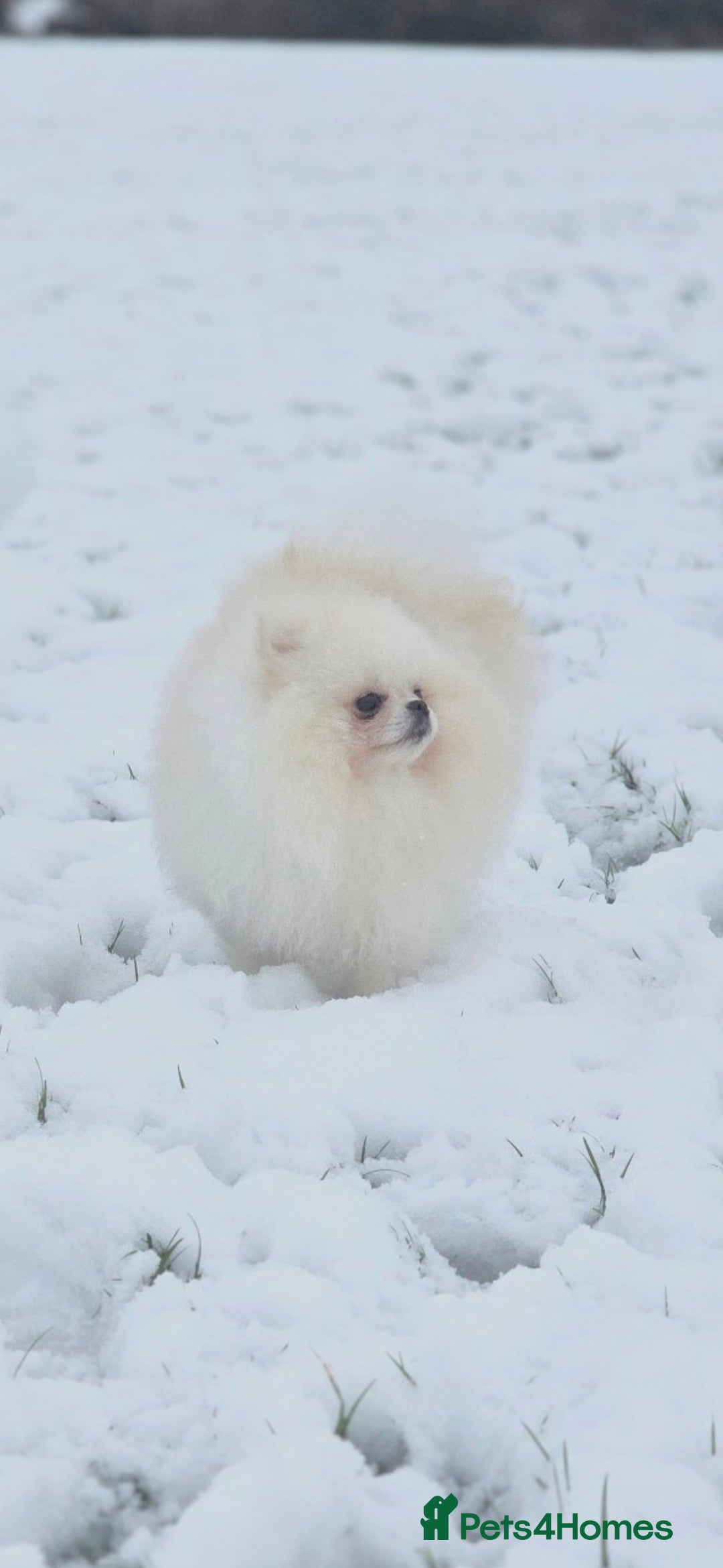 Pomeranian dogs 🌟 PREMIUM STUD SERVICE: "KIMCHI" 🌟 - Advert 6