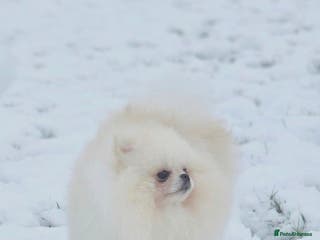 Pomeranian dogs 🌟 PREMIUM STUD SERVICE: "KIMCHI" 🌟 - Advert 6